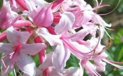 Varnadoes Phlox Pink Native Azalea - Rhododendron Canescens - 1 Gallon Pot 15 Varnadoes Phlox Pink Native Azalea - Rhododendron Canescens - 1 Gallon Pot -Green Haven Sales Picture Native Azalea Varnadoes Pink Phlox Closeup