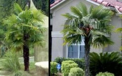 Windmill Cold Hardy Palm Tree - 2 Gallon Pot 12 Windmill Cold Hardy Palm Tree - 2 Gallon Pot -Green Haven Sales Picture Palm Windmill 3