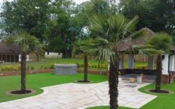 Windmill Cold Hardy Palm Tree - 2 Gallon Pot 13 Windmill Cold Hardy Palm Tree - 2 Gallon Pot -Green Haven Sales Picture Palm Windmill 4