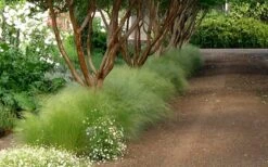 Pony Tails Mexican Feather Grass (Stipa Tennuissima) - 5 Pack Of Quart Pots -Green Haven Sales Picture Stipa Tenuissima 10