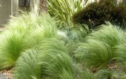 Pony Tails Mexican Feather Grass - Stipa Tennuissima - 6 Pack Of 1 Gallon Pots -Green Haven Sales Picture Stipa Tenuissima 7