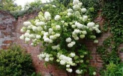 Chinese Snowball Viburnum Bush - 1 Gallon Pot 13 Chinese Snowball Viburnum Bush - 1 Gallon Pot -Green Haven Sales Picture Viburnum Chinese Snowball Espalier