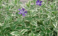 Variegated Bigleaf Periwinkle - Vinca Major 'Variegata' - 10 Pack Of Pint Pots -Green Haven Sales Picture Vinca Major Variegated 4