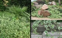 Variegated Bigleaf Periwinkle - Vinca Major 'Variegata' - 10 Pack Of Pint Pots -Green Haven Sales Picture Vinca Major Variegated 6