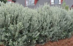 Bambina Dwarf Pineapple Guava (Feijoa Sellowiana ' Tharfiona') - 3 Gallon Pot -Green Haven Sales Pineapple Guava Hedge