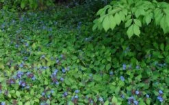 Hardy Blue Plumbago (Ceratostigma Plumbaginoides) - 1 Gallon Pot -Green Haven Sales Plumbago hardy 2