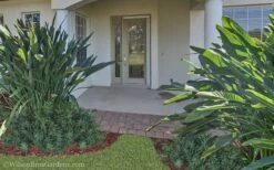 Pringles Dwarf Podocarpus Yew - 1 Gallon Pot -Green Haven Sales Podocarpus Pringles 21