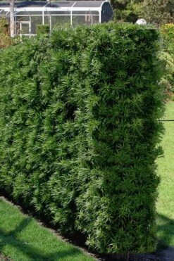Podocarpus Macrophyllus Upright Yew - 7 Gallon Pot (4-5') -Green Haven Sales Podocarpus Upright Yew 15