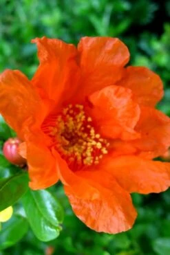 Russian 26 Cold Hardy Pomegranate - 6 Pack Of 1 Gallon Pots -Green Haven Sales Pomegranate Russian 26 11