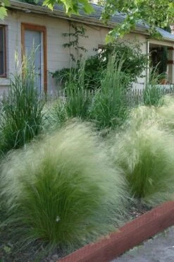Pony Tails Mexican Feather Grass (Stipa Tennuissima) - 5 Pack Of Quart Pots -Green Haven Sales Ponytails Grass Mexican Feather Rev 500x750 1