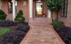 Purple Pixie Loropetalum - 3 Gallon Pot -Green Haven Sales Purple Pixie Loropetalum Border