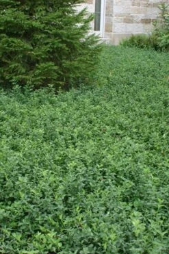 Purple Wintercreeper - Euonymus Fortunei Coloratus - 18 Count Flat Of Pint Pots -Green Haven Sales Purple Wintercreeper 5