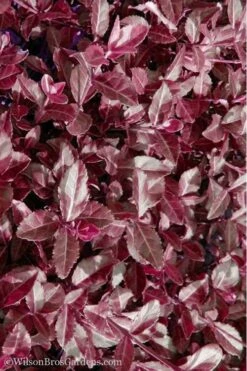 Purple Wintercreeper - Euonymus Fortunei Coloratus - 18 Count Flat Of Pint Pots -Green Haven Sales Purple Wintercreeper 7