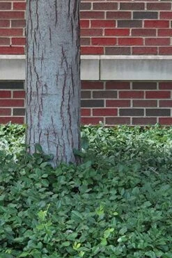 Purple Wintercreeper - Euonymus Fortunei Coloratus - 18 Count Flat Of Pint Pots -Green Haven Sales Purple Wintercreeper 8