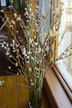 White Flowering Pussy Willow - Salix Caprea - 2 Gallon Pot -Green Haven Sales Pussy Willow White 13
