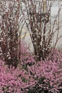 White Flowering Pussy Willow - Salix Caprea - 2 Gallon Pot -Green Haven Sales Pussy Willow White 14