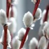 White Flowering Pussy Willow - Salix Caprea - 2 Gallon Pot