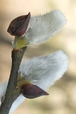 White Flowering Pussy Willow - Salix Caprea - 2 Gallon Pot -Green Haven Sales Pussy Willow White 3