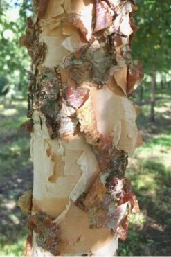 River Birch Tree (Multi Trunk) - 2 Gallon Pot -Green Haven Sales River Birch 12