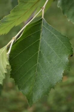River Birch Tree (Multi Trunk) - 2 Gallon Pot -Green Haven Sales River Birch 13