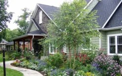 River Birch Tree (Multi Trunk) - 2 Gallon Pot -Green Haven Sales River Birch Tree B