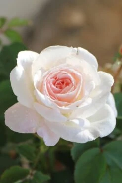 Brindabella Touch Of Pink Shrub Rose - 2 Gallon Pot