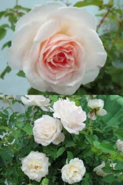 Brindabella Touch Of Pink Shrub Rose - 2 Gallon Pot -Green Haven Sales Rose Brindabella Touch of Pink 3