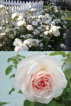 Brindabella Touch Of Pink Shrub Rose - 2 Gallon Pot -Green Haven Sales Rose Brindabella Touch of Pink 4