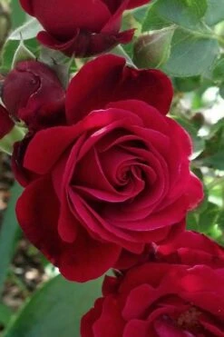 Don Juan Climbing Rose - 3 Gallon Pot -Green Haven Sales Rose Climbing Don Juan 3