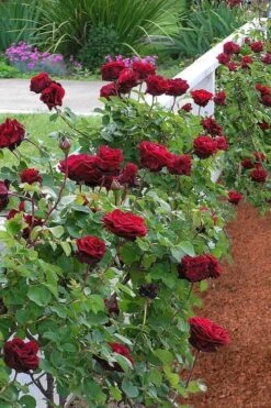Don Juan Climbing Rose - 3 Gallon Pot -Green Haven Sales Rose Climbing Don Juan 9