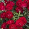 Red Drift Groundcover Rose - 1 Gallon Pot