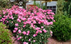 Pink Double Knock Out Rose - 3 Gallon Pot -Green Haven Sales Rose Knock Out Double Pink 2