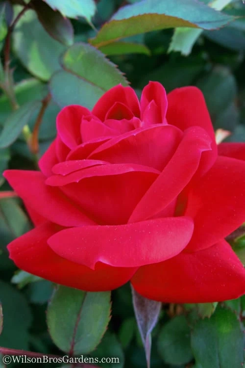 Red Double Knock Out Rose - 2 Gallon Pot 3 Red Double Knock Out Rose - 2 Gallon Pot - Image 3
