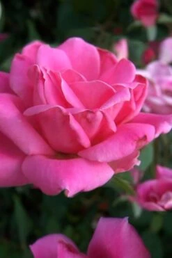 Pink Double Knock Out Rose - 3 Gallon Pot -Green Haven Sales Rose Knock Out Pink Double 10