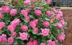 Pink Double Knock Out Rose - 3 Gallon Pot -Green Haven Sales Rose Knockout Pink Double 21