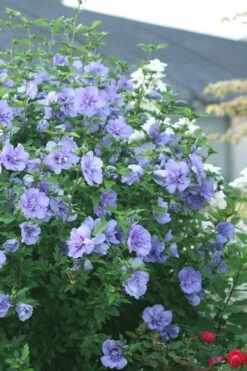 Blue Chiffon Rose Of Sharon - 5 Gallon Pot -Green Haven Sales Rose Of Sharon Blue Chiffon 5