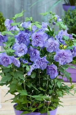 Blue Chiffon Rose Of Sharon - 5 Gallon Pot -Green Haven Sales Rose Of Sharon BlueChiffon 6