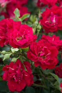 Red Drift Groundcover Rose - 1 Gallon Pot -Green Haven Sales Rose Red Drift BS