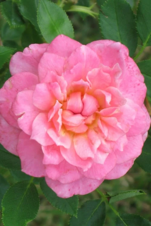 Sunrosa Fragrant Pink Dwarf Shrub Rose - 1 Gallon Pot 1 Sunrosa Fragrant Pink Dwarf Shrub Rose - 1 Gallon Pot