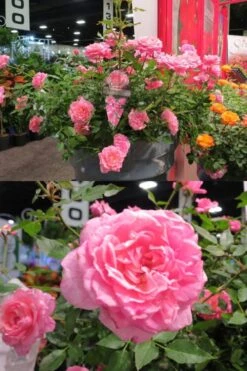 Sunrosa Fragrant Pink Dwarf Shrub Rose - 1 Gallon Pot 7 Sunrosa Fragrant Pink Dwarf Shrub Rose - 1 Gallon Pot -Green Haven Sales Rose Sunrosa Fragrant Pink 50