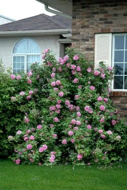 Therese Bugnet Rugosa Rose - 3 Gallon Pot -Green Haven Sales Rose Therese Bugnet 4