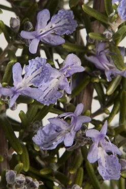 Barbeque Rosemary Plant - 1 Gallon Pot -Green Haven Sales Rosemary Barbeque 13