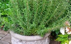 Barbeque Rosemary Plant - 1 Gallon Pot -Green Haven Sales Rosemary Barbeque