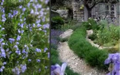 Chef's Choice Rosemary - 3 Gallon Pot -Green Haven Sales Rosemary Chefs Choice 2