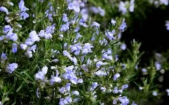 Chef's Choice Rosemary - 3 Gallon Pot -Green Haven Sales Rosemary Chefs Choice Flowers