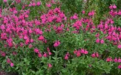Heatwave Brilliance Salvia (Sage) - 1 Gallon Pot -Green Haven Sales Salvia Heatwave Brilliance Landscape