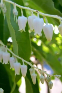 Sourwood Tree (Oxydendrum Arboreum) - 7 Gallon Pot (4-5') -Green Haven Sales Sourwood Tree 18