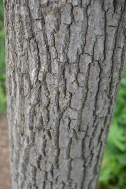 Sourwood Tree (Oxydendrum Arboreum) - 7 Gallon Pot (4-5') -Green Haven Sales Sourwood Tree 20