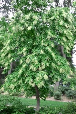 Sourwood Tree (Oxydendrum Arboreum) - 7 Gallon Pot (4-5') -Green Haven Sales Sourwood Tree 22
