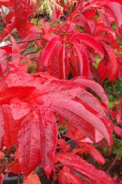 Sourwood Tree (Oxydendrum Arboreum) - 7 Gallon Pot (4-5') -Green Haven Sales Sourwood Tree 6